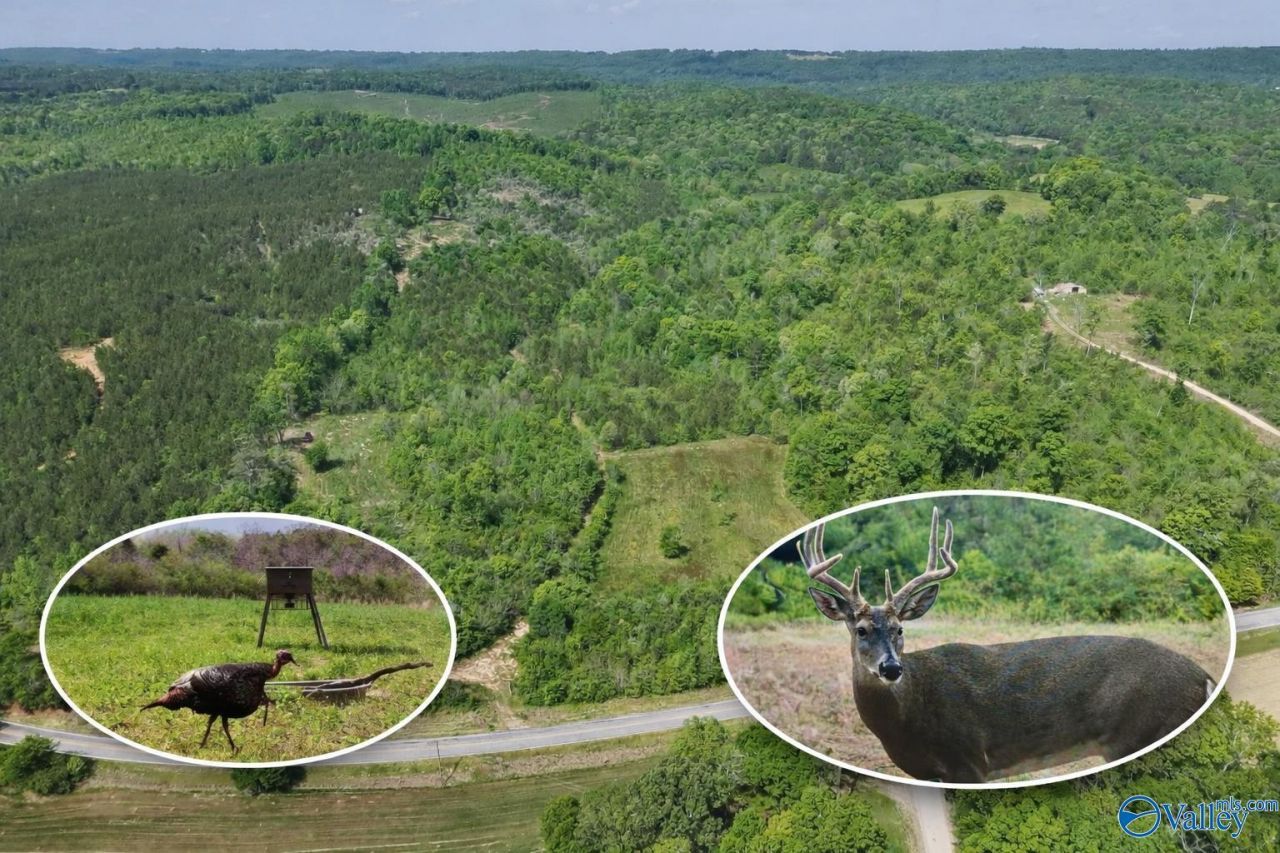 72 Ac County Road 227, Attalla, AL 35954 Main Photo