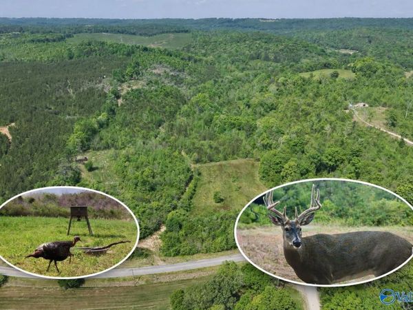 72 AC County Road 227, Attalla, AL 35954