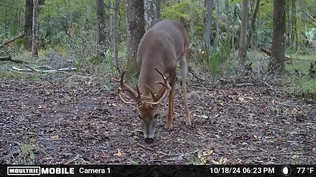 11804 SE County Road 234, Micanopy, FL 32667 Photo