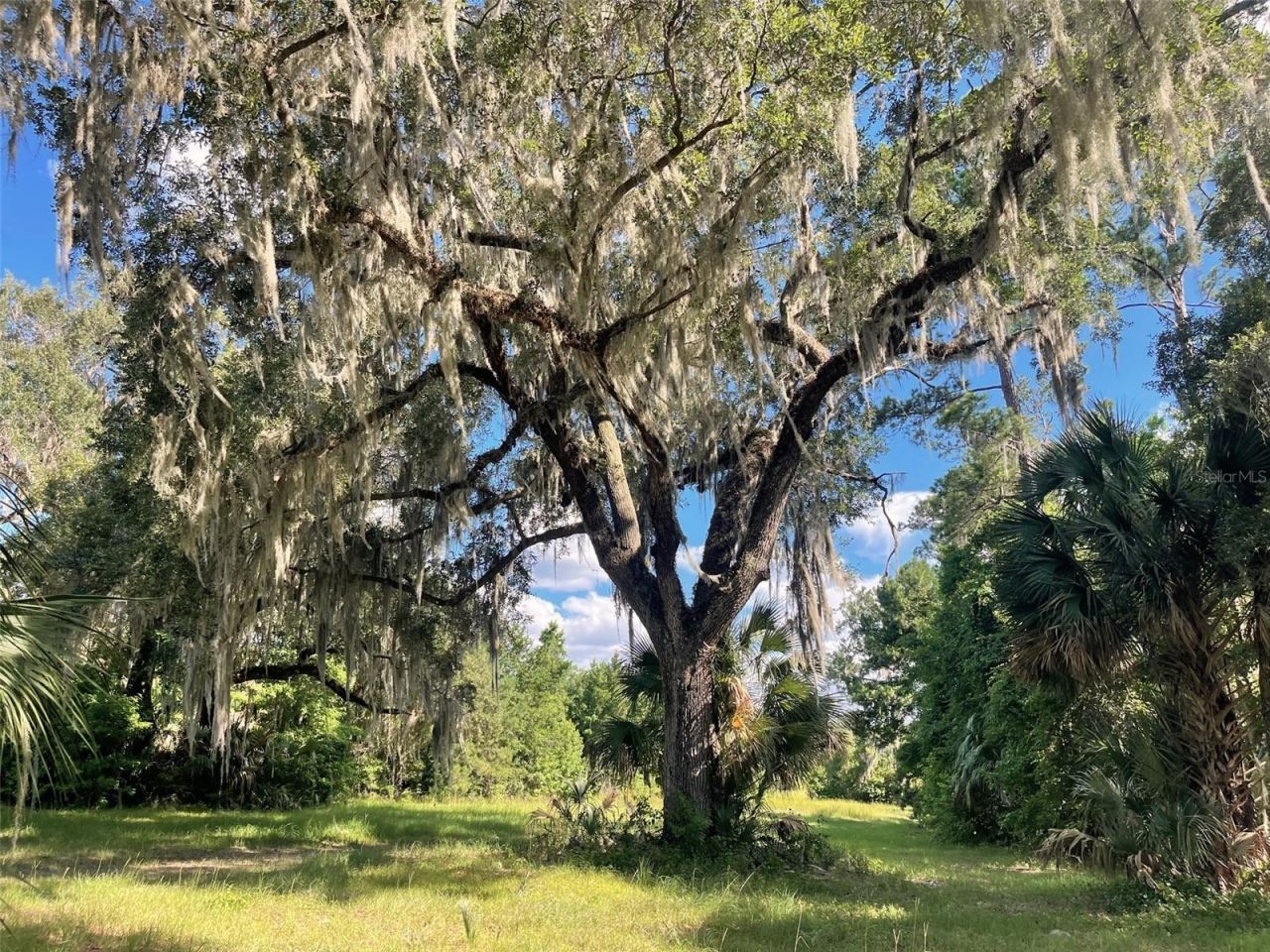 11804 SE County Road 234, Micanopy, FL 32667 Photo