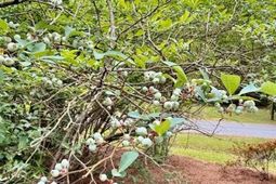 2986 Edbillellis Road photo 4