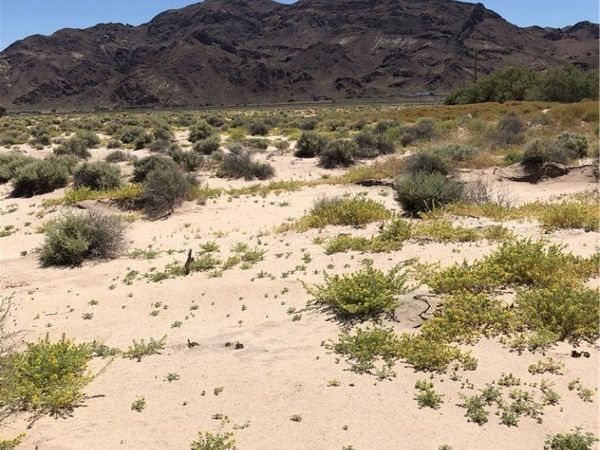 44325 Temescal St, Newberry Springs, CA 92365