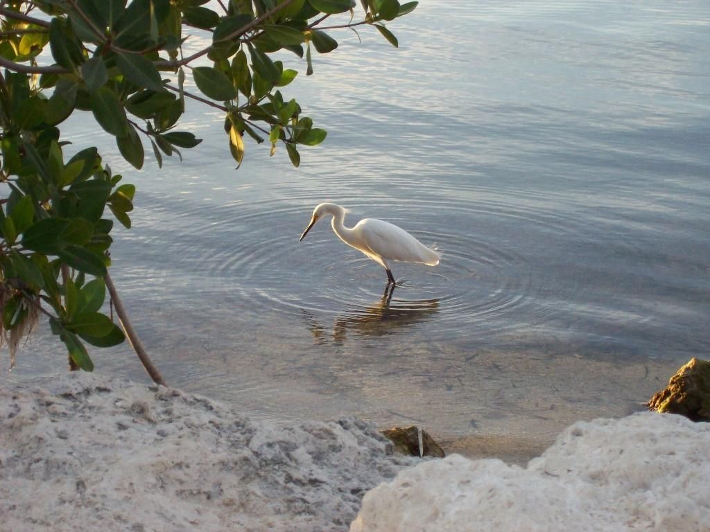 500 Burton Drive, Unit # 4211, Key Largo, FL 33070 Photo