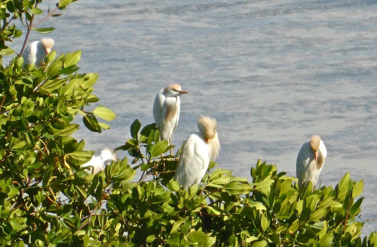 500 Burton Drive, Unit # 4211, Key Largo, FL 33070 Photo