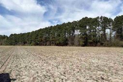 Mta 11 Heustess Rd photo 4