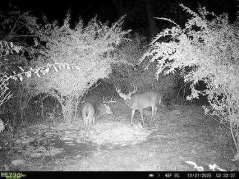 Ragersville Road, Baltic, OH 43804 Photo 22