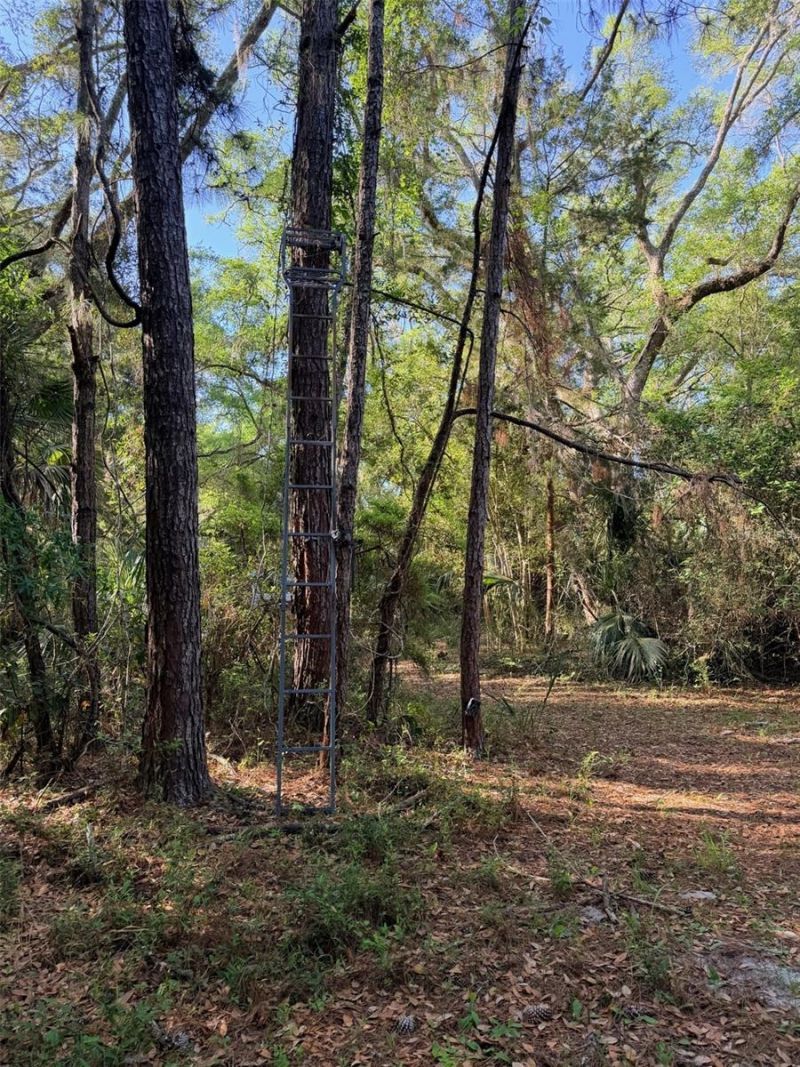 6650 NW 110th Avenue , Chiefland, FL 32626 Photo