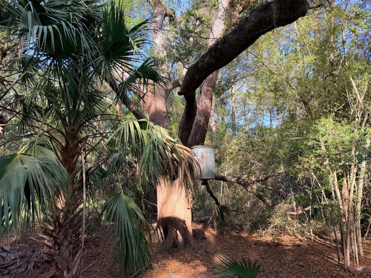 6650 NW 110th Avenue , Chiefland, FL 32626 Photo