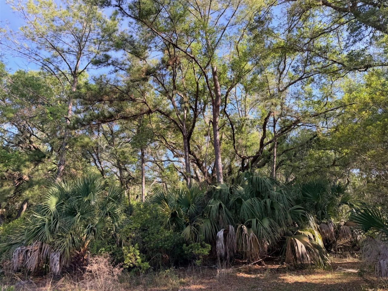 6650 NW 110th Avenue , Chiefland, FL 32626 Photo