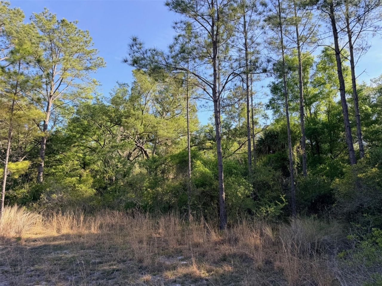 6650 NW 110th Avenue , Chiefland, FL 32626 Photo