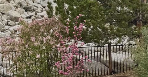 1051 Pebble Beach Court, Minden, NV 89423 Photo