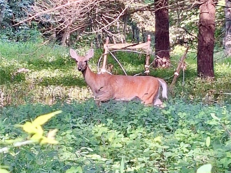 8087 Magnet Road NE, Minerva, OH 44657 Photo 11