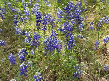 3085 Texerna Ct, Placerville, CA 95667 Photo