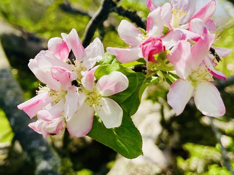 8050 Zimmerman Road, Saint Paris, OH 43072 Photo 37