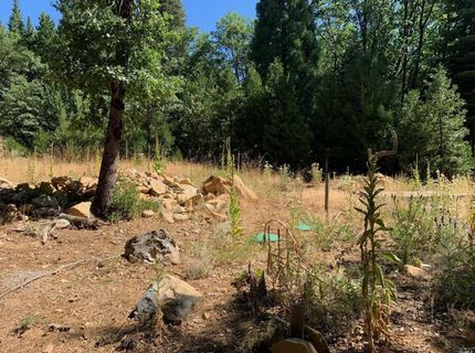 103 Lewis Ln., Sierra City, CA 96125 Photo