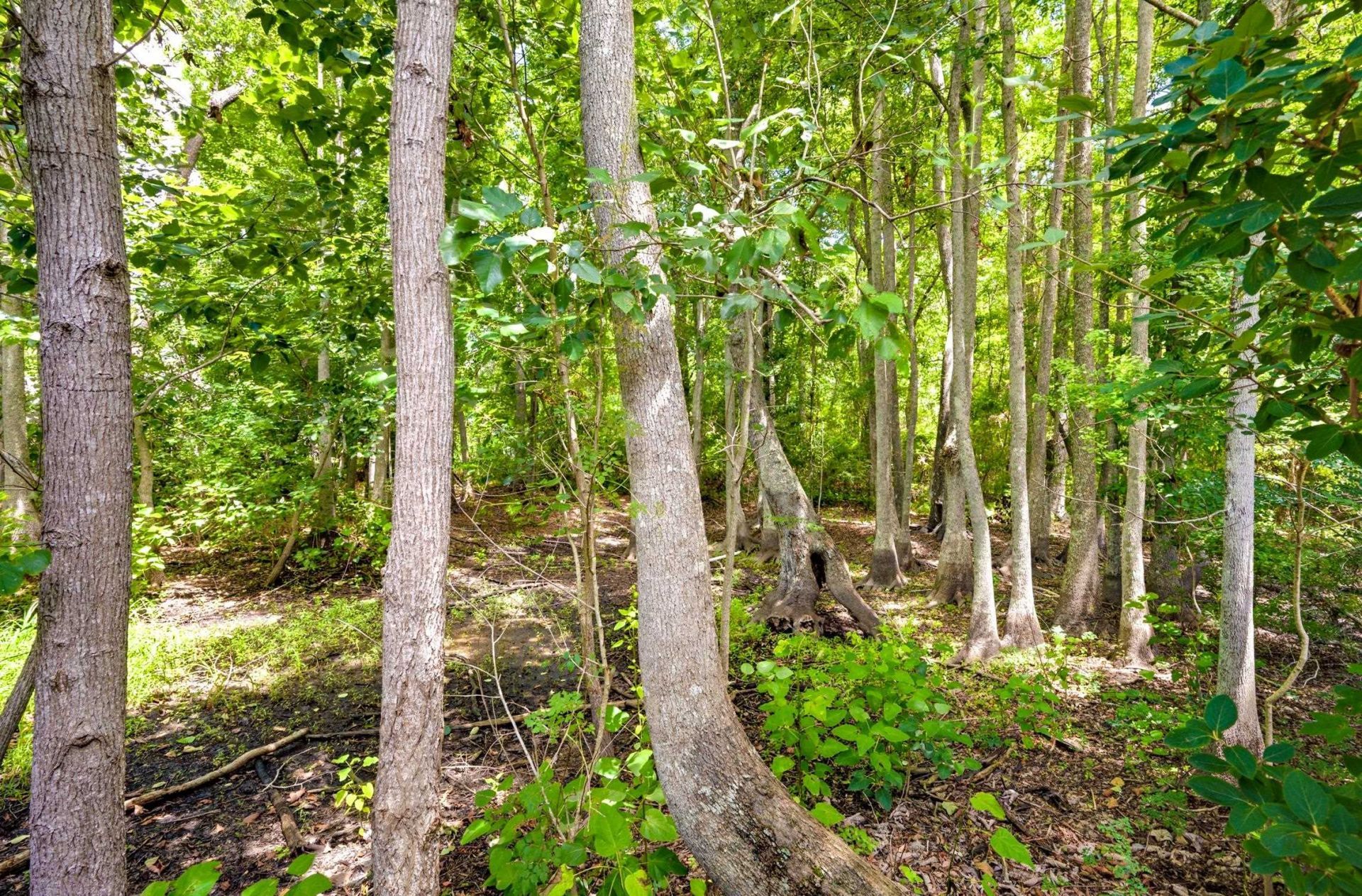 242 Hyacinth Loop Photo 64