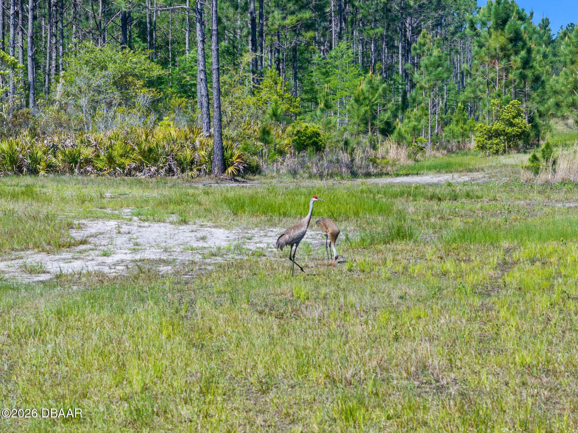 0 Carter Street, Bunnell, FL 32110 Photo