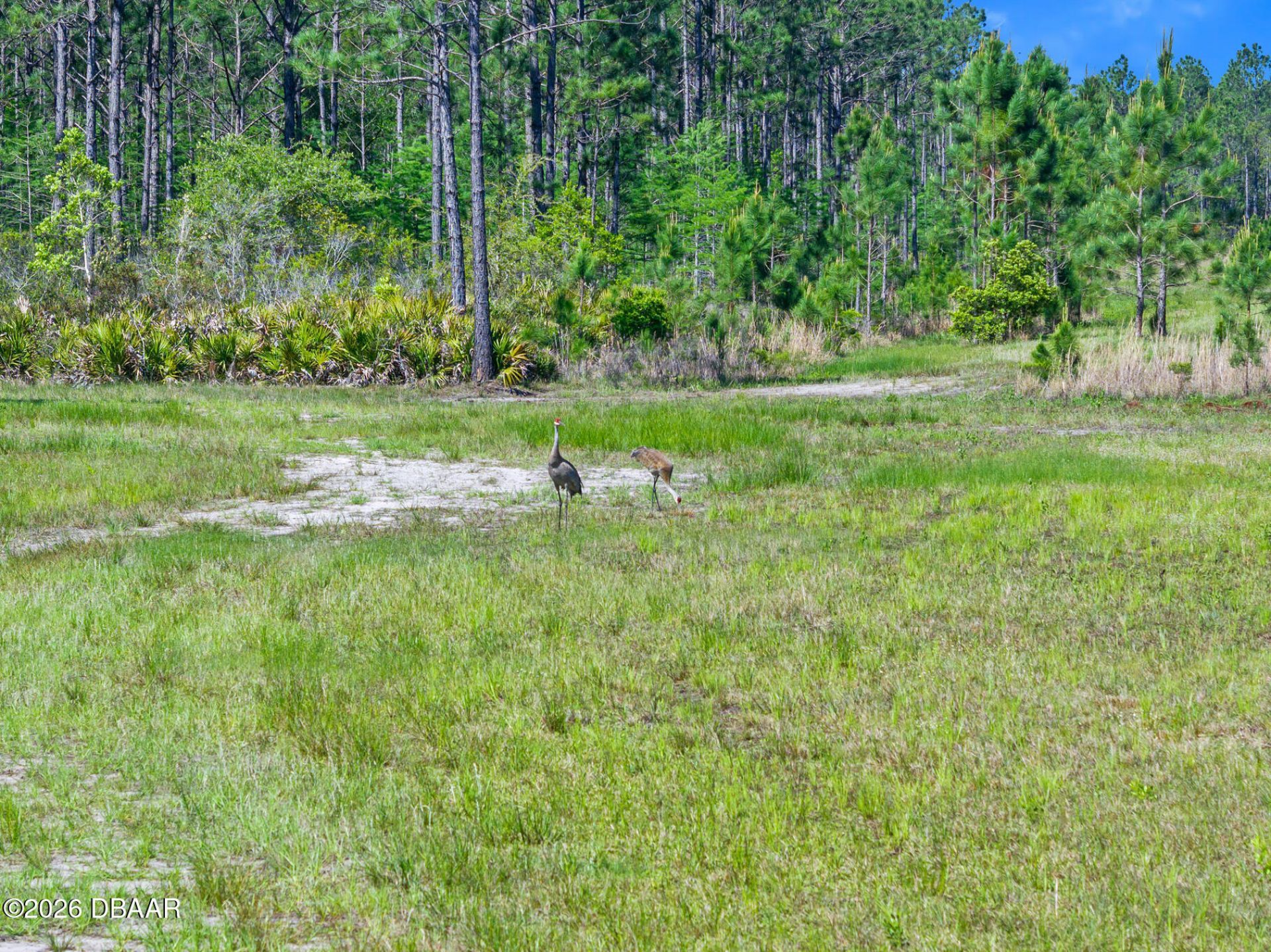 0 Carter Street, Bunnell, FL 32110 Photo