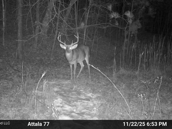 Old Trace Road, McCool, MS 39108