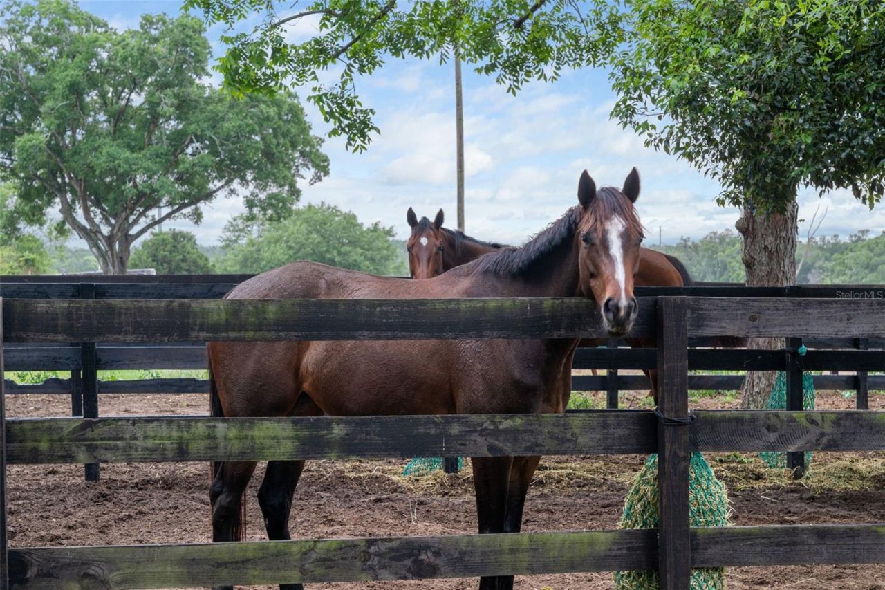 8606 Boyt Road , Zephyrhills, FL 33540 Photo