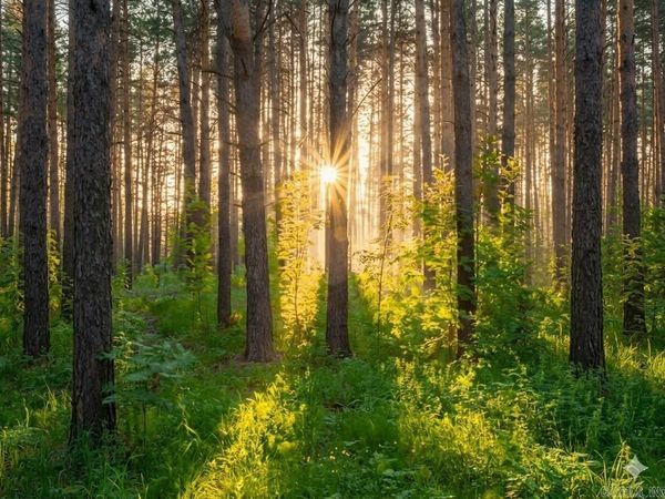 TRACT 1 GREEENE 628 ROAD 10.92 AC , Paragould, AR 72450