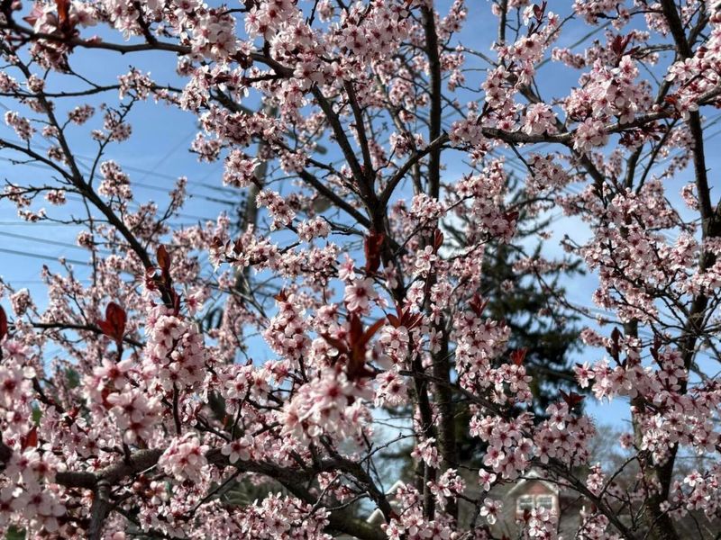 236 W Main Street , Cardington, OH 43315 Photo 21