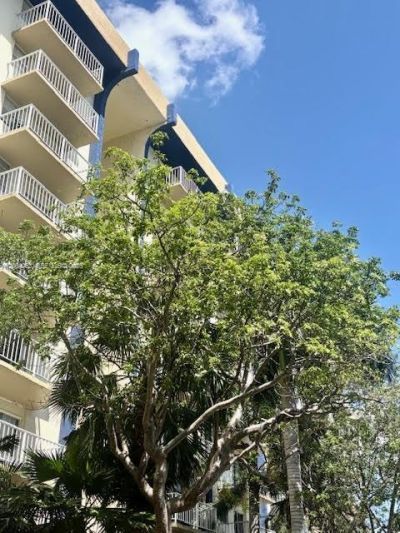 4550 NW 9th St, Unit 803E, Miami, FL 33126 Photo