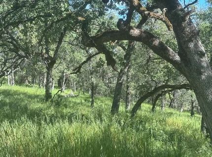 Redhill Way, Browns Valley, CA 95918 Photo