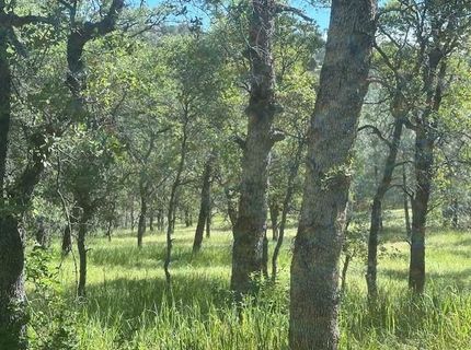 Redhill Way, Browns Valley, CA 95918 Photo