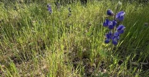 Redhill Way, Browns Valley, CA 95918 Photo