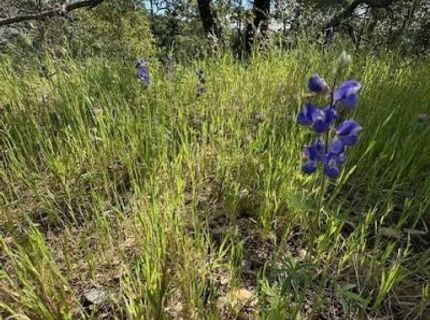 Redhill Way, Browns Valley, CA 95918 Photo