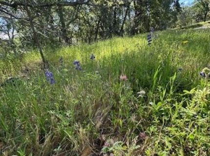 Redhill Way, Browns Valley, CA 95918 Photo