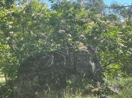 Redhill Way, Browns Valley, CA 95918 Photo