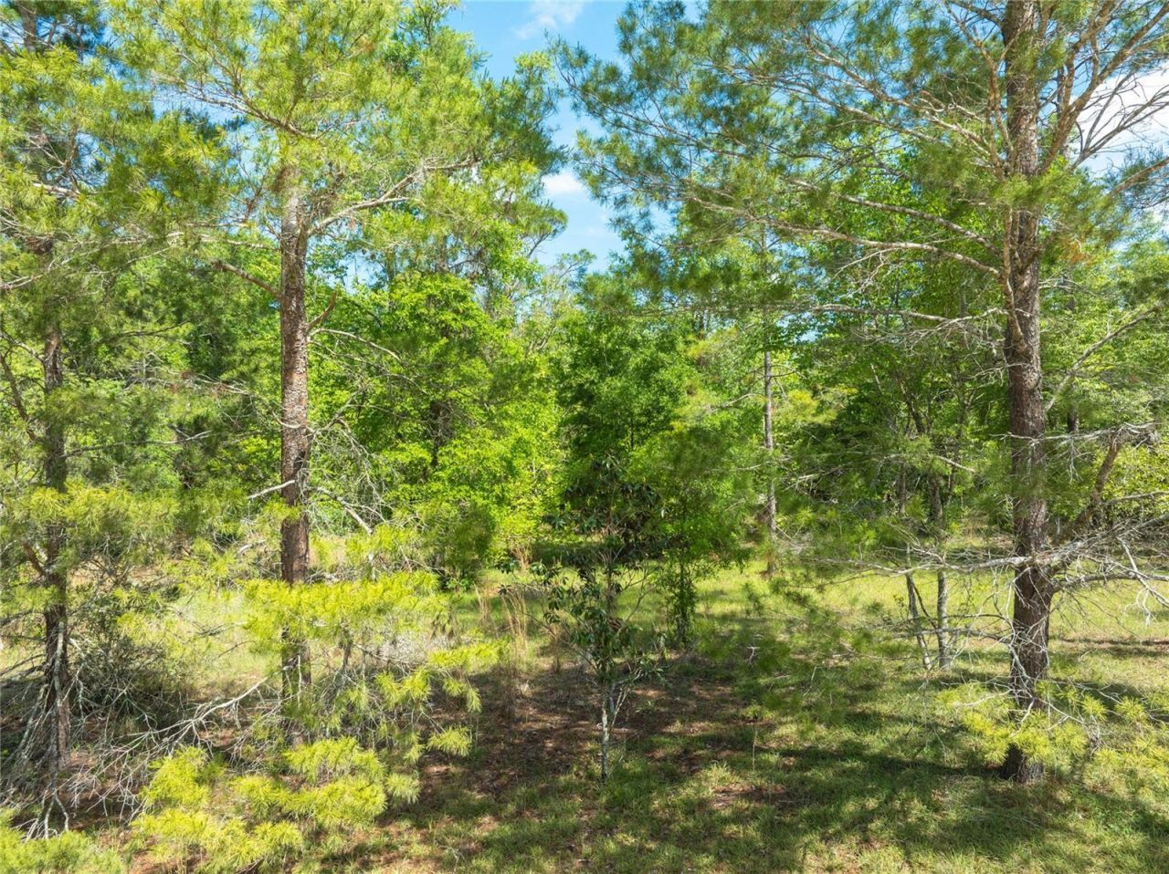 0 Pine Way , O Brien, FL 32071 Photo