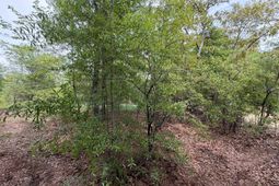 Rrf 1 Rogers Cemetery Road  photo 4