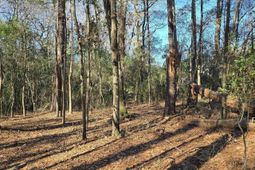 Lot 7 & 8 Popular Street photo 4