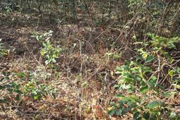 Lot 7 & 8 Popular Street photo 4