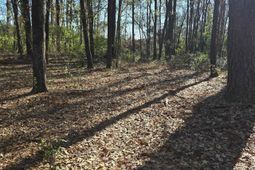 Lot 7 & 8 Popular Street photo 4