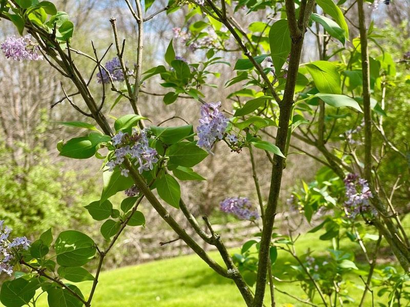 8050 Zimmerman Road , Saint Paris, OH 43072 Photo 36