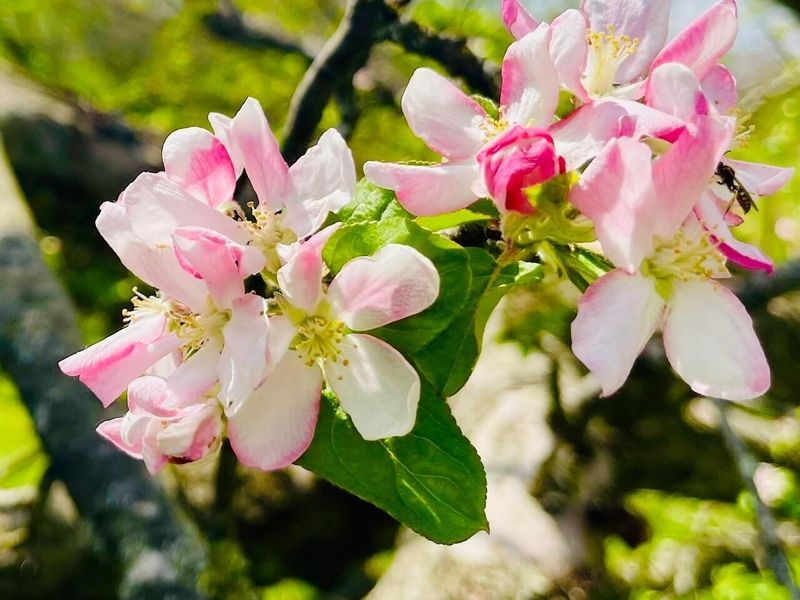 8050 Zimmerman Road , Saint Paris, OH 43072 Photo 37