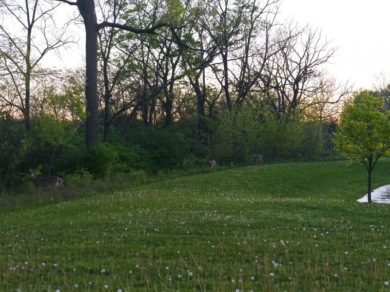 4819 Black Sycamore Drive, Columbus, OH 43231 Photo 44