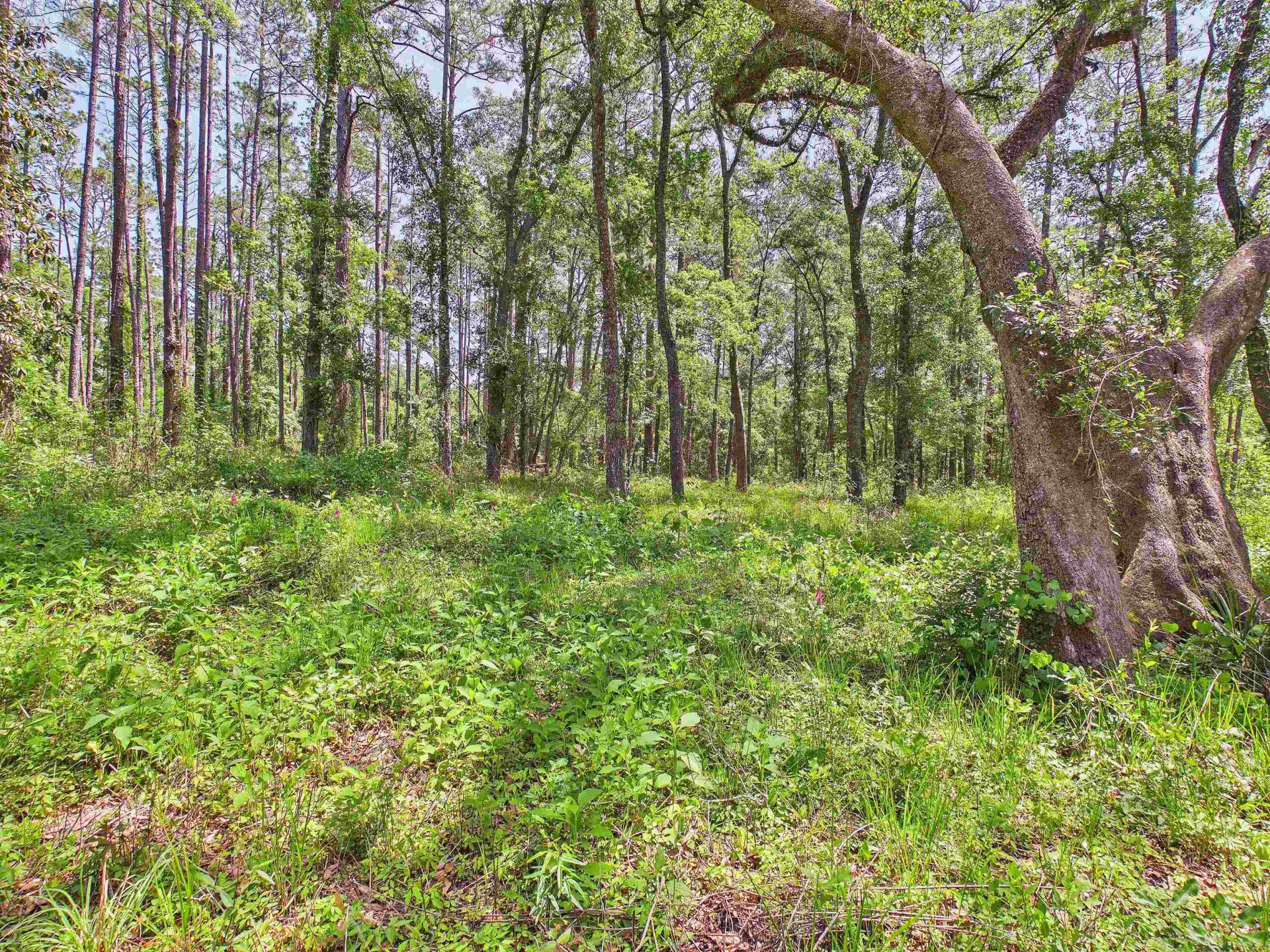 Vacant E 2nd Way, Greenville, FL 32331 Photo