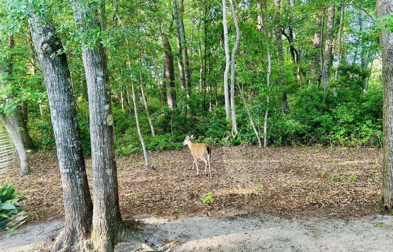 151 Patriot Ln.  Photo 33