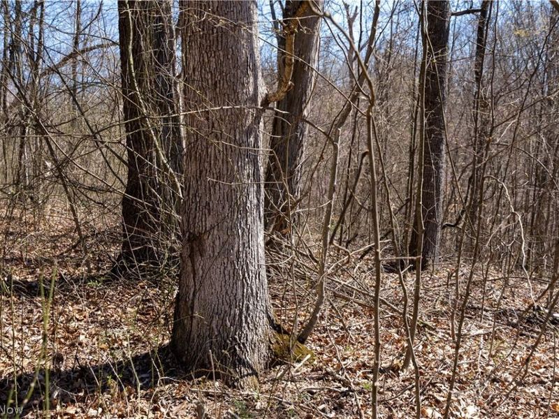 Sealover Hollow Rd Road, Philo, OH 43771 Photo 18