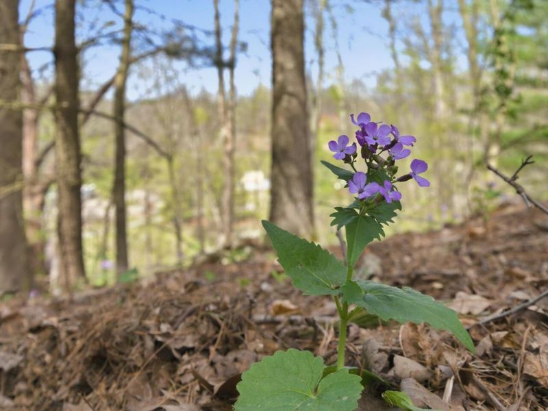 3741 Mayfair Lane , Cambridge, OH 43725 Photo 47