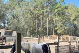 696 Bedon Road photo 4