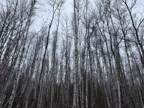 36 Otter Trail , Greenbush, ME 04418