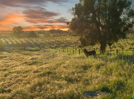 20865 Shenandoah School Rd, Plymouth, CA 95669 Photo