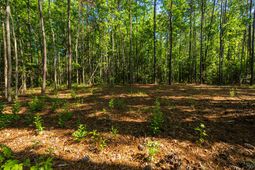 0 Delemar Highway photo 4