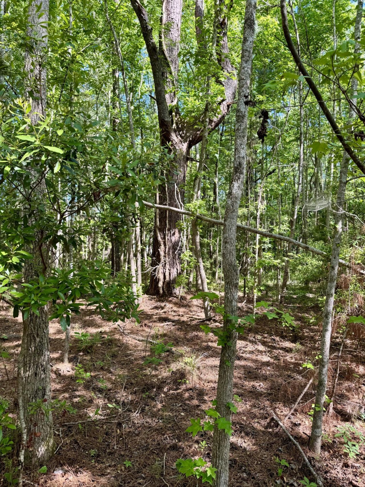 0 Delemar Highway Photo 7